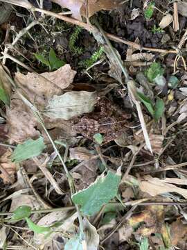 Image of Chiriqui Robber Frog