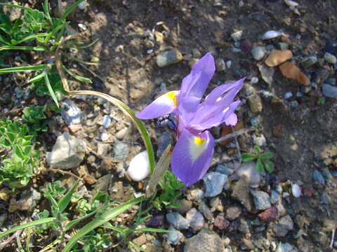 Image of Barbary Nut Iris