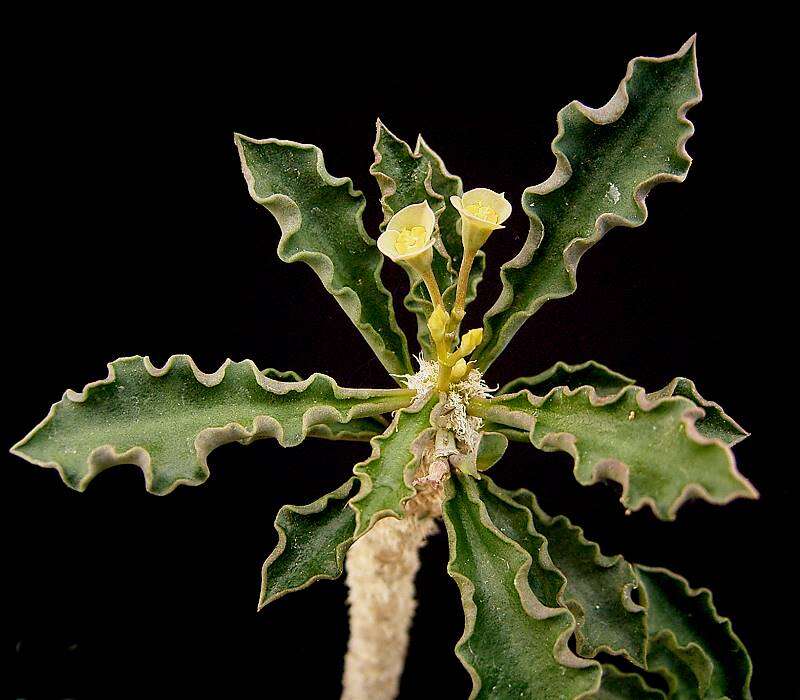 Image de Euphorbia cap-saintemariensis Rauh