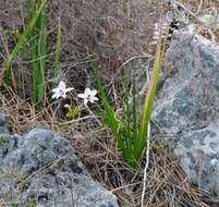 Image of Tritonia cooperi (Baker) Klatt