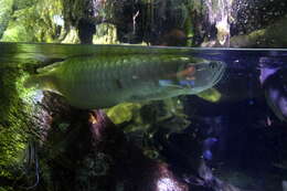 Image of silver arowana