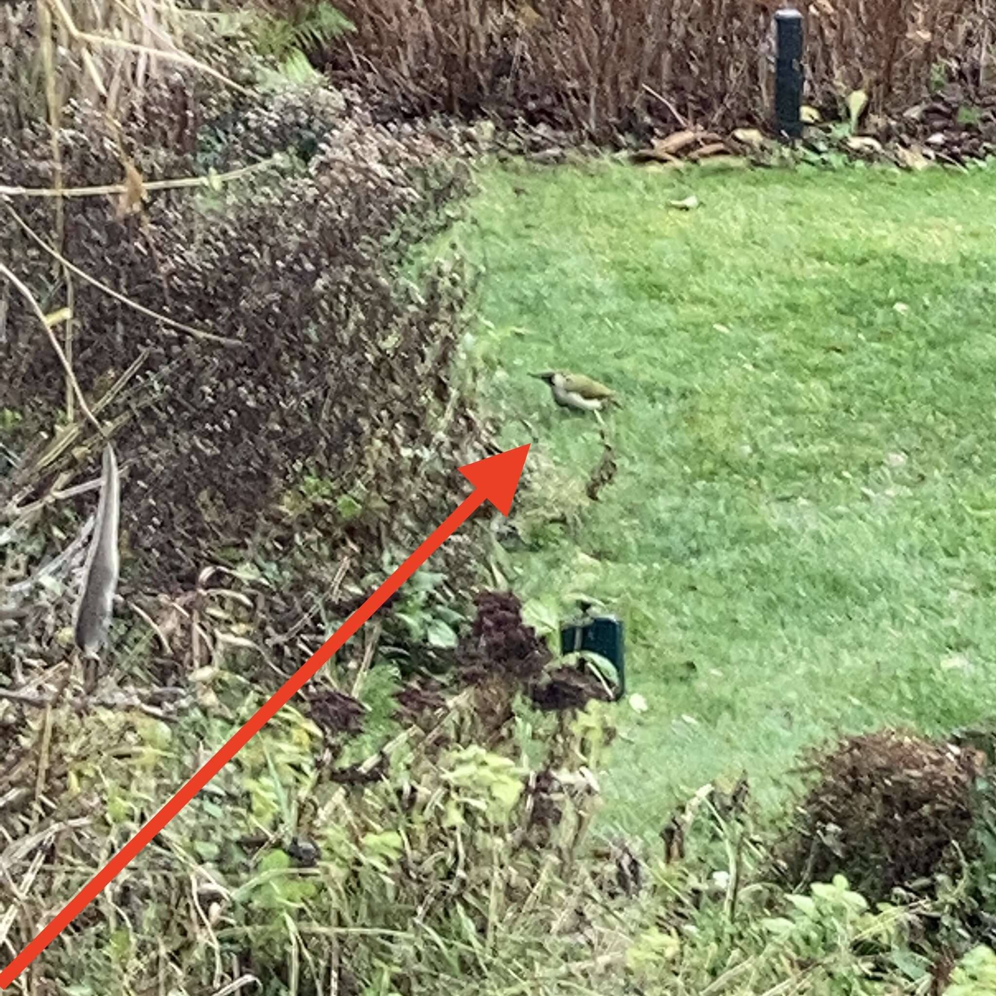 Image of Picus viridis viridis Linnaeus 1758