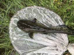 Image of Amur catfish
