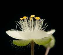 Image of small-leaf spiderwort