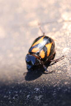 Imagem de Oryctomorphus bimaculatus Guérin-Méneville 1830