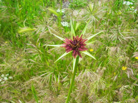 Image of Tragopogon porrifolius subsp. porrifolius