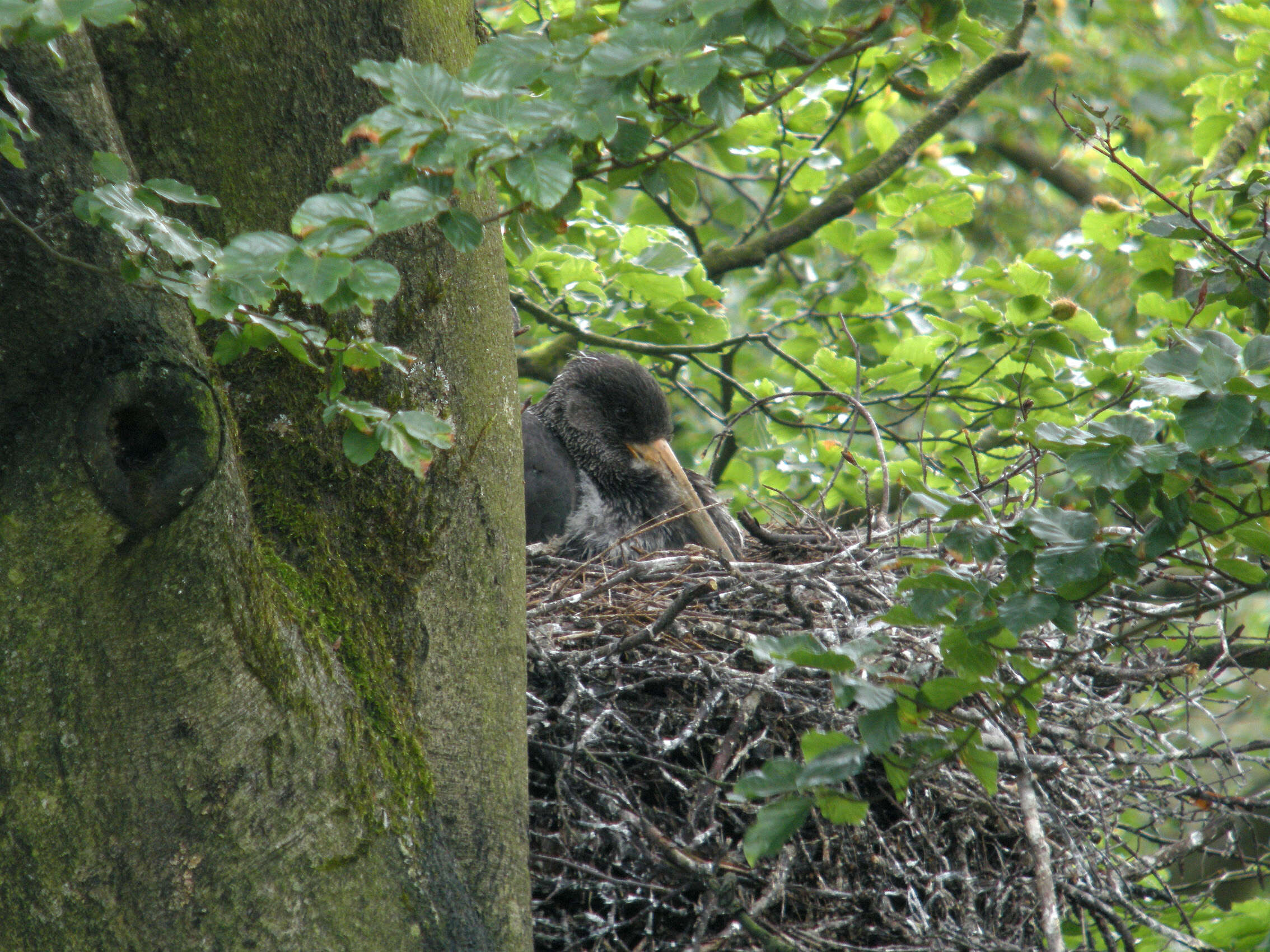 Image of Black Stork