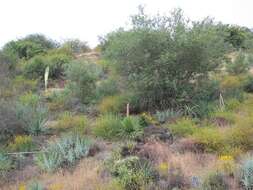 Image of Peninsular beargrass