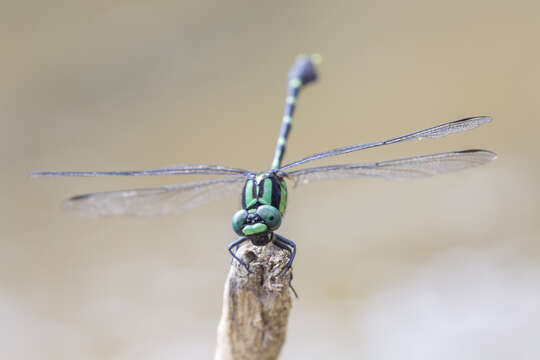 Imagem de Nihonogomphus thomassoni (Kirby 1900)