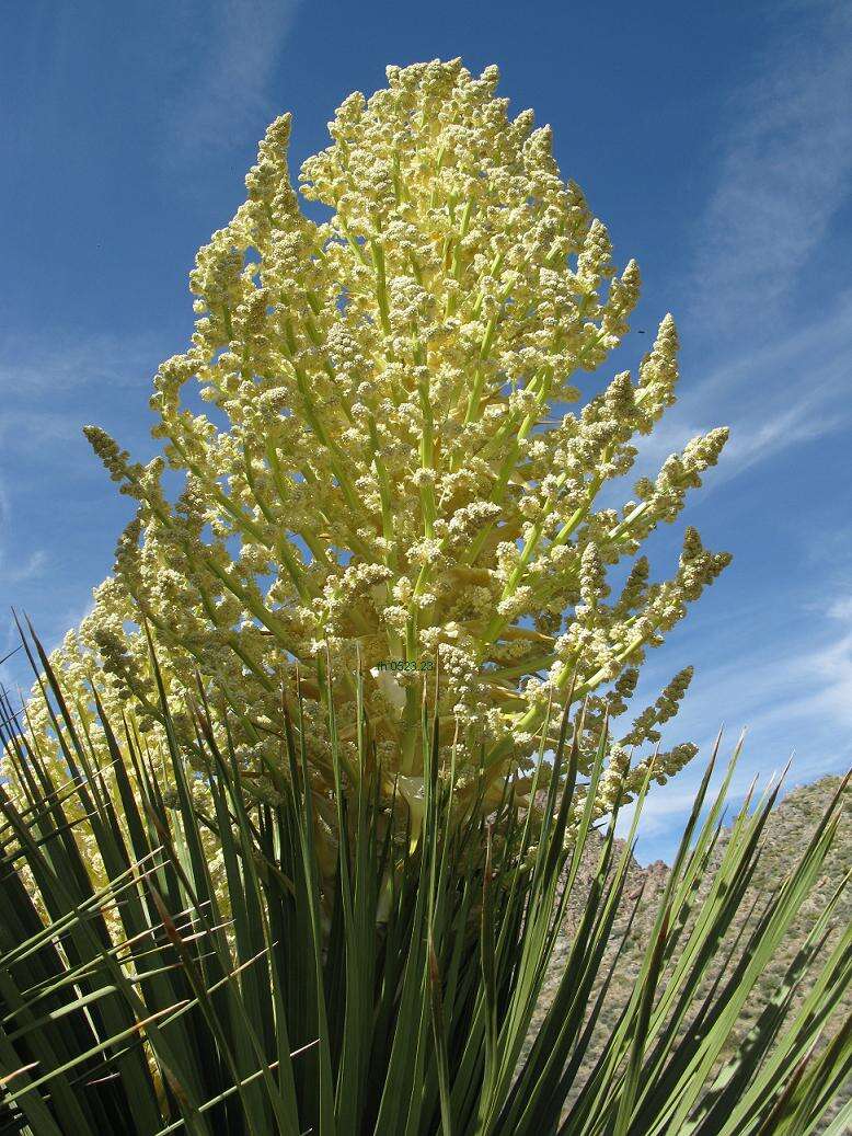 Image of Parry's beargrass