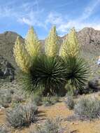 Image of Parry's beargrass