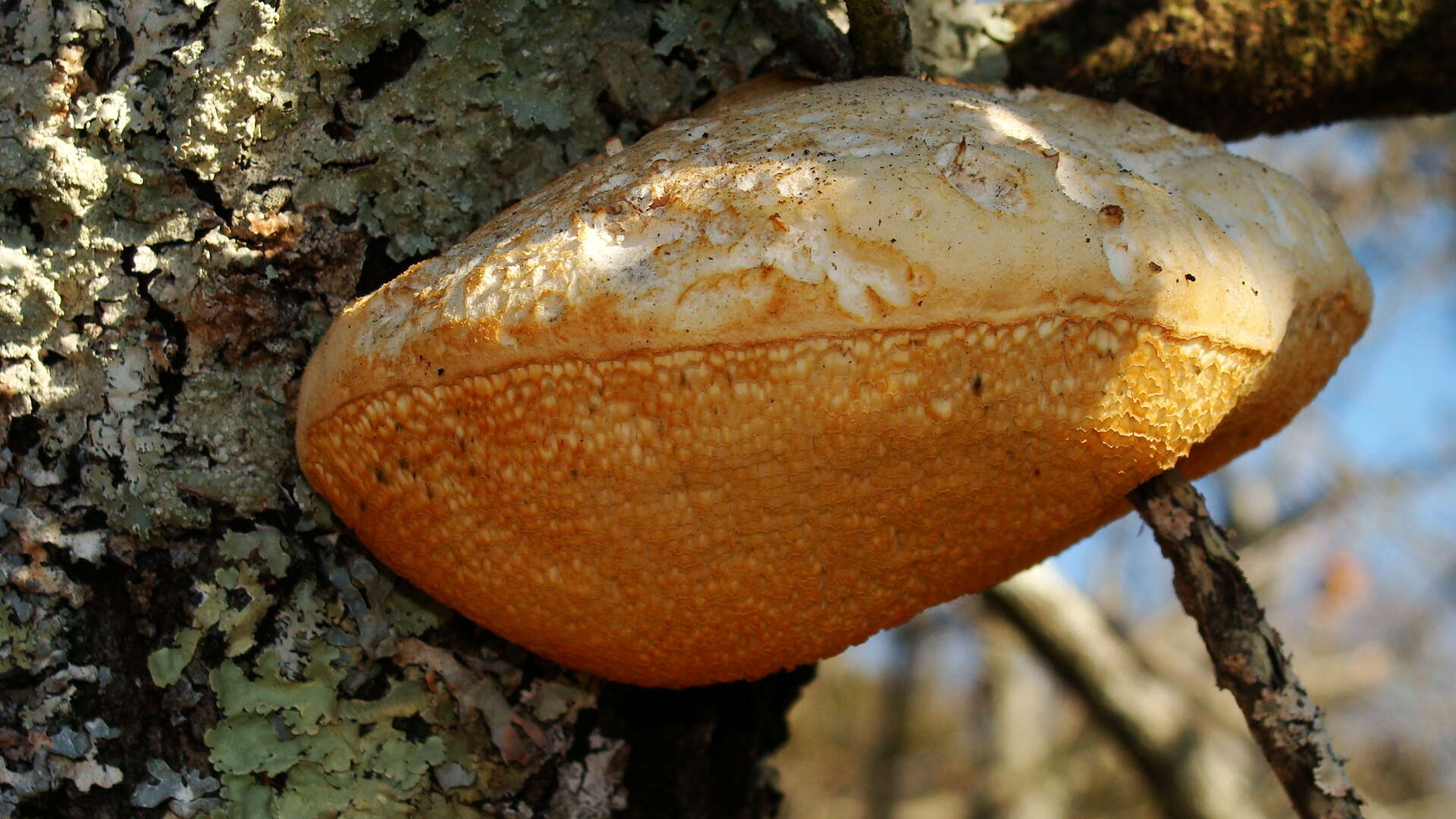 Plancia ëd Spongipellis unicolor (Fr.) Murrill 1907