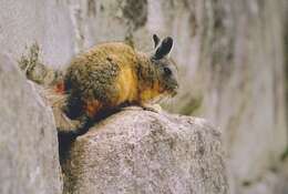 Image of Northern Mountain Viscacha