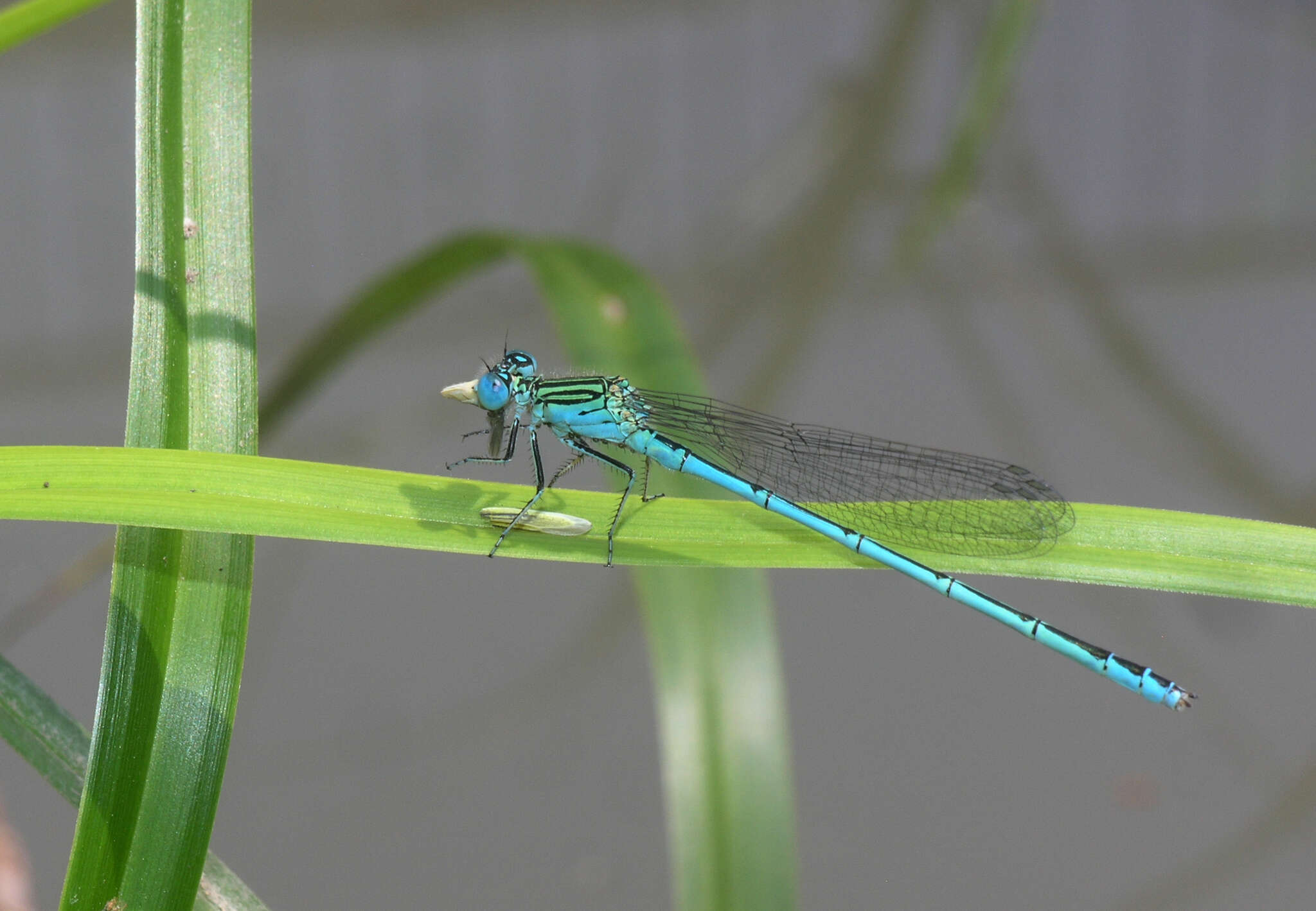 Image of Paracercion plagiosum (Needham 1929)