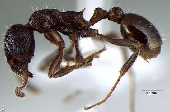 Image of Myrmica