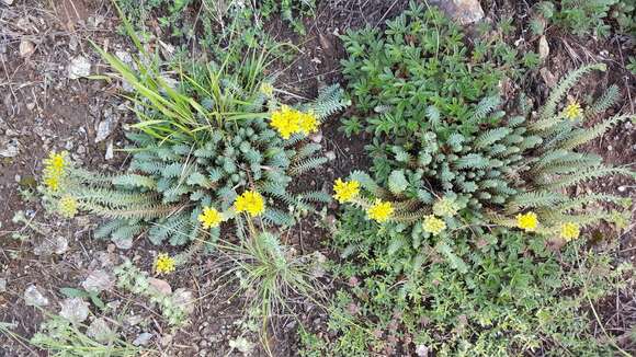 Image of Petrosedum rupestre (L.) P. Heath