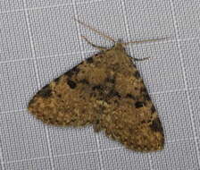 Image of Four-spotted Fungus Moth