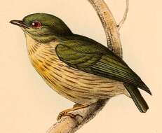 Image of Eastern Striped Manakin