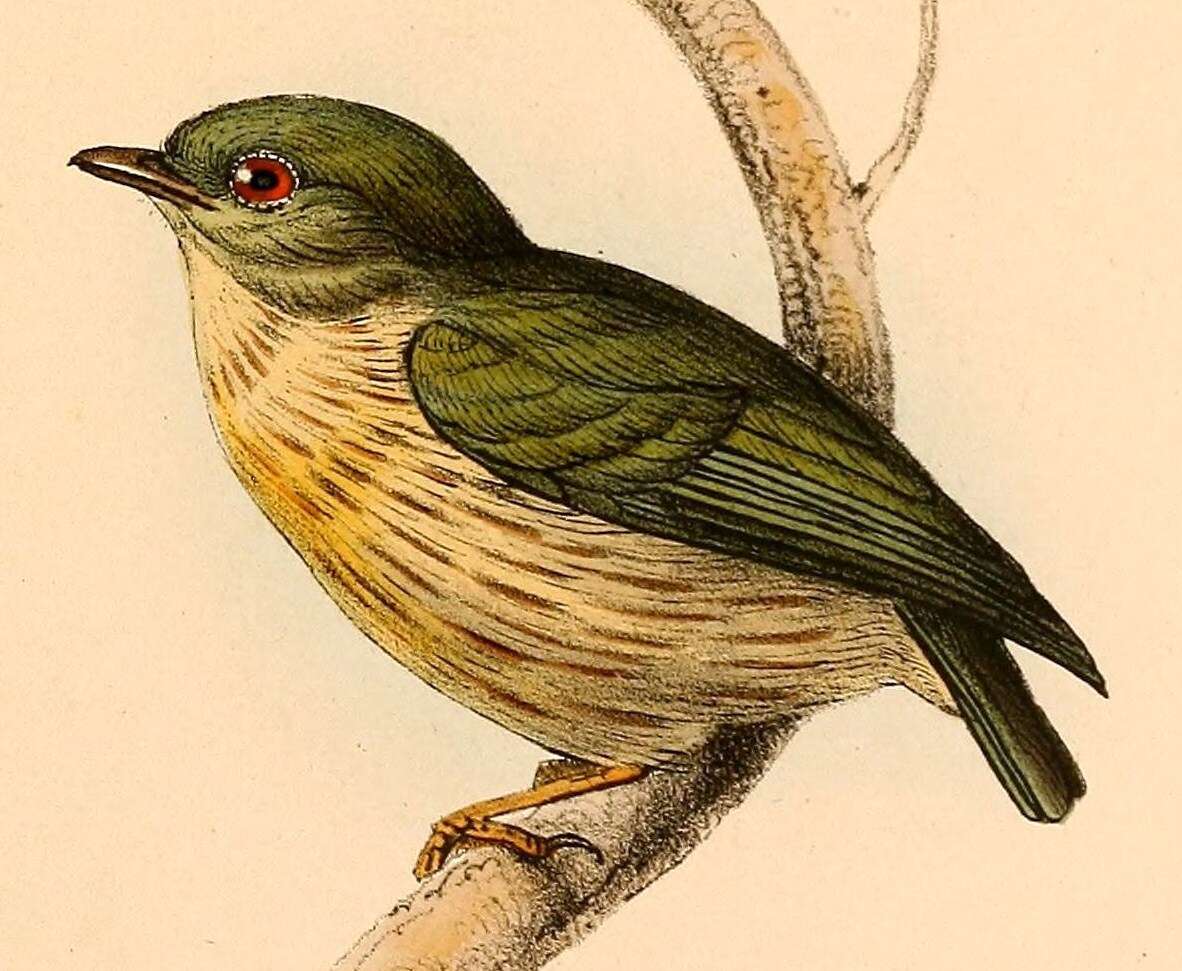 Image of Eastern Striped Manakin