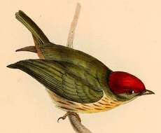 Image of Eastern Striped Manakin