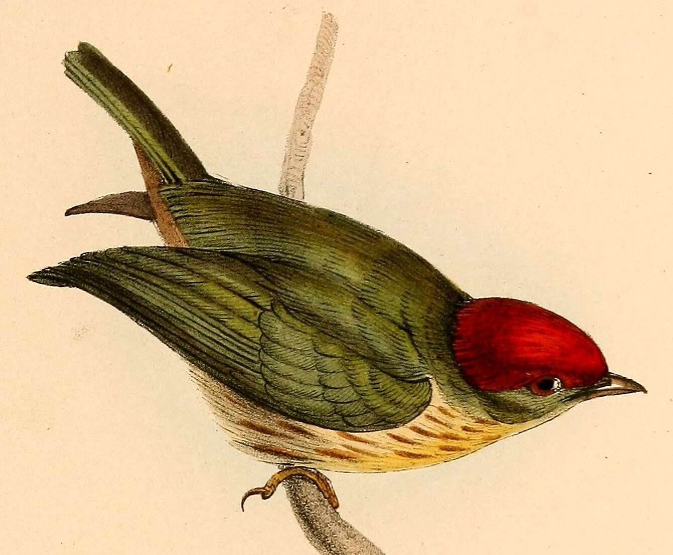 Image of Eastern Striped Manakin