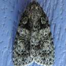 Image of Raspberry Bud Dagger Moth