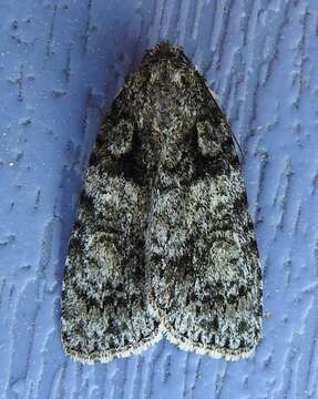 Image of Raspberry Bud Dagger Moth