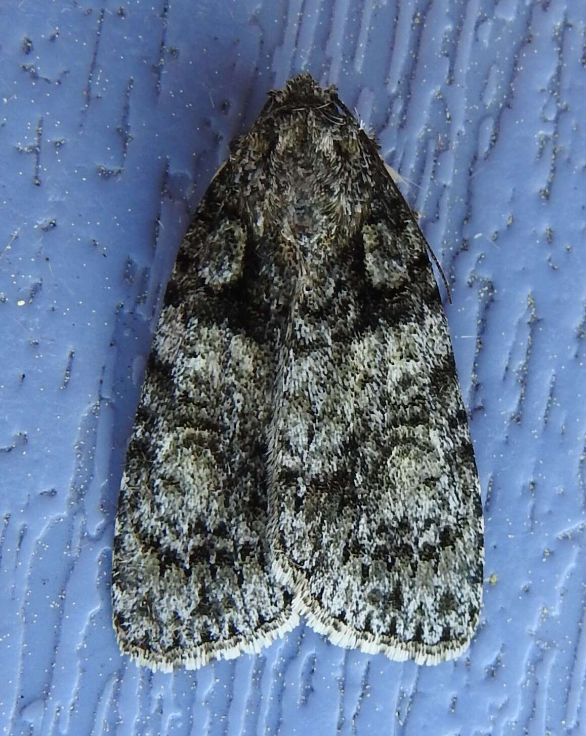 Image of Raspberry Bud Dagger Moth