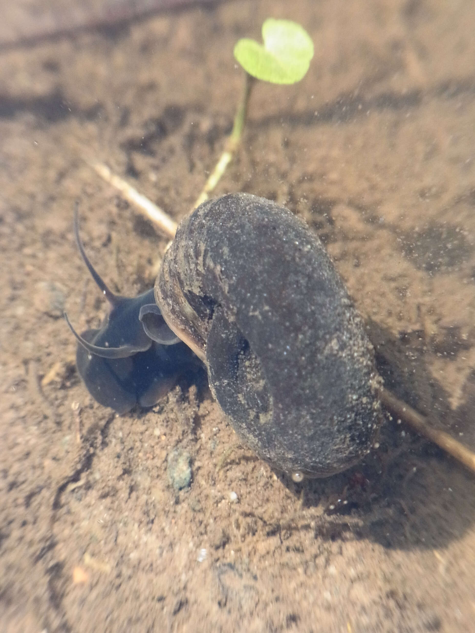 Image of Great Ram's Horn Snail