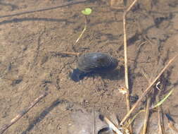 Image of Great Ram's Horn Snail