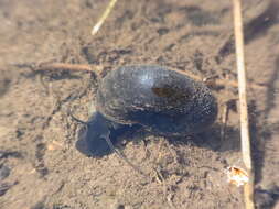 Image of Great Ram's Horn Snail