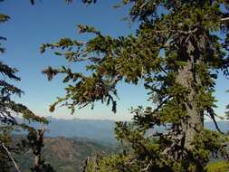 Image of foxtail pine