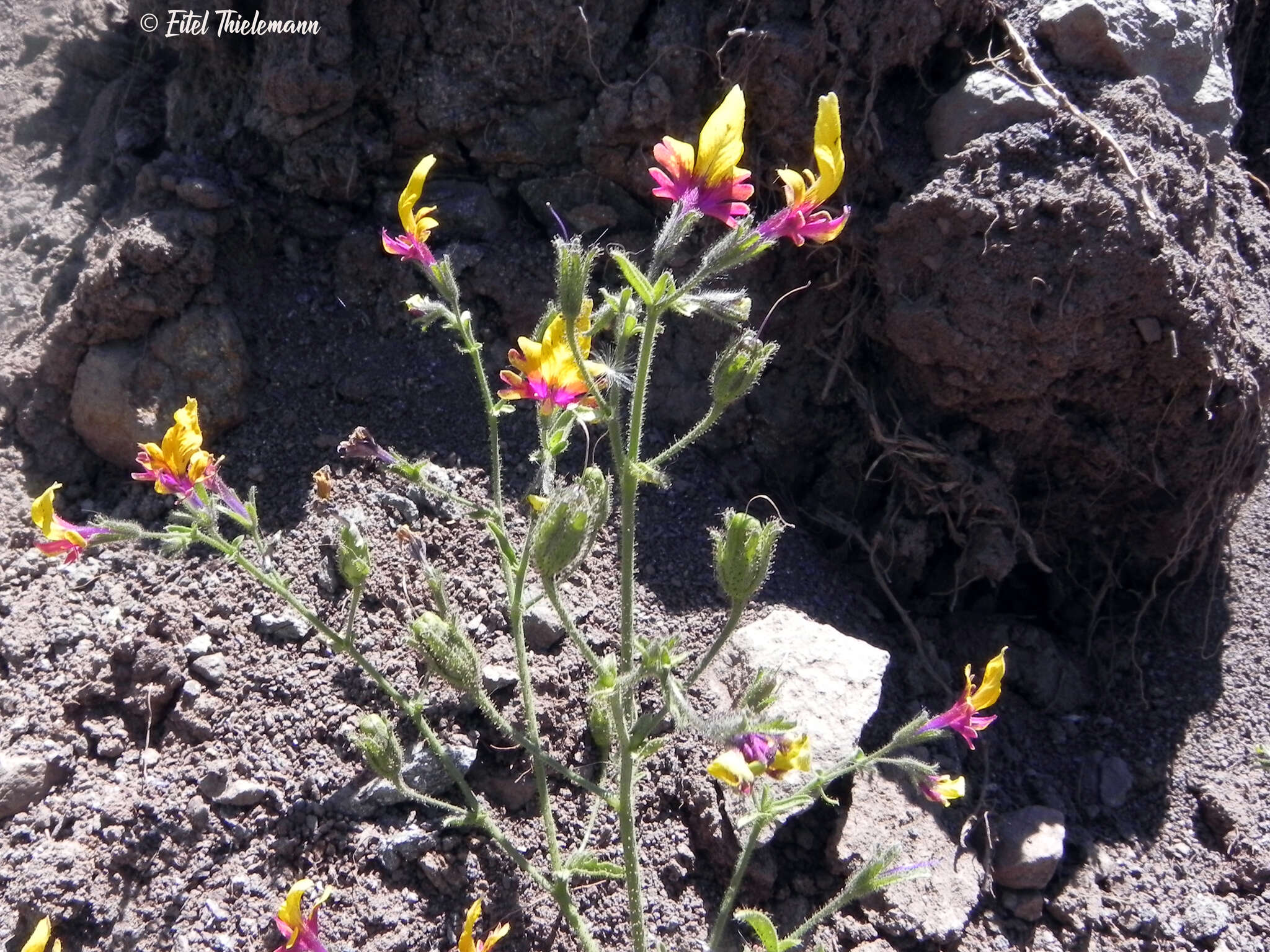 Imagem de Schizanthus coccineus (Phil.) J. M. Watson