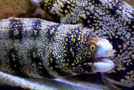 Image of Snowflake moray