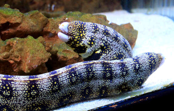 Image of Snowflake moray