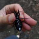 Image of Carabus (Megodontus) caelatus Fabricius 1801