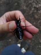 Image of Carabus (Megodontus) caelatus Fabricius 1801