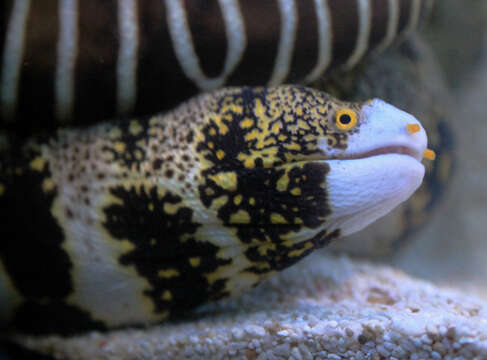 Image of Snowflake moray