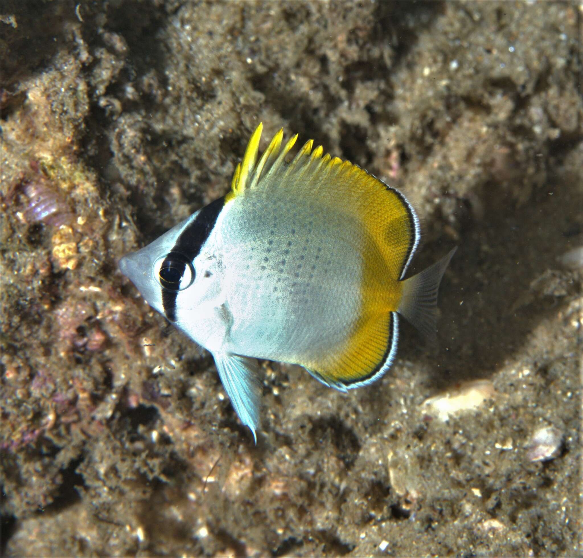 Image of Crochet Butterflyfish