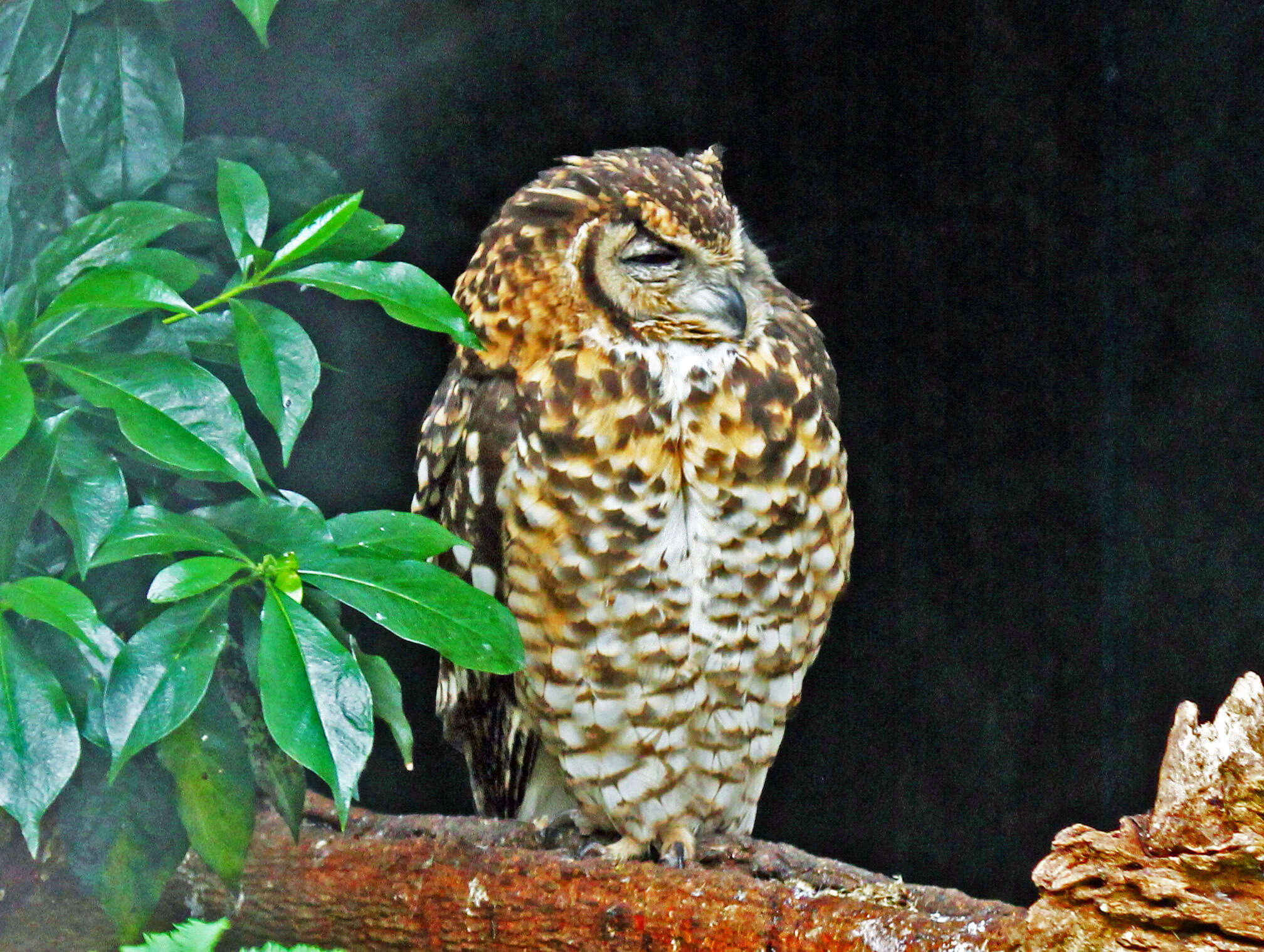 Image of Cape Eagle Owl