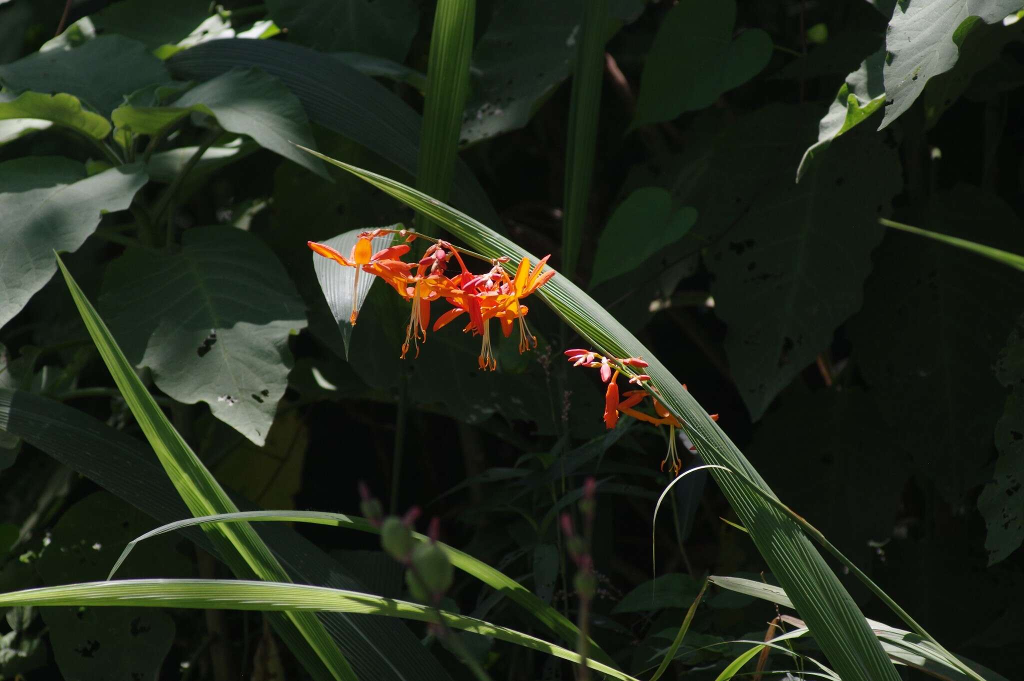 Imagem de Crocosmia aurea (Pappe ex Hook.) Planch.