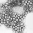 Image of Vesivirus