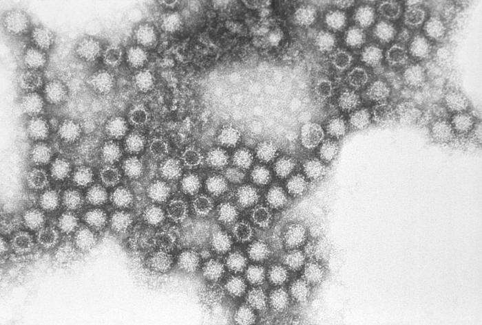 Image of Vesivirus