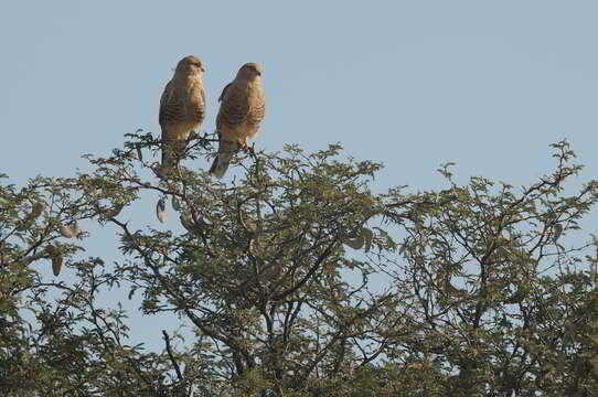 صورة Falco rupicoloides Smith & A 1829