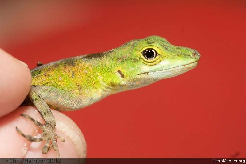 Image of Andes  Anole