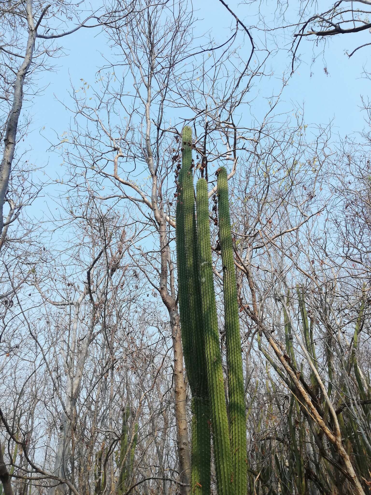 Image of Cephalocereus nudus