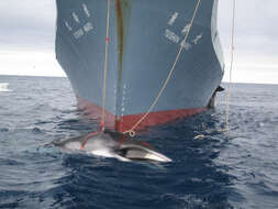 Image of Antarctic Minke Whale