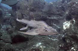 Image of bowmouth guitarfish