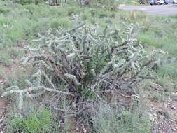 Image of tree cholla