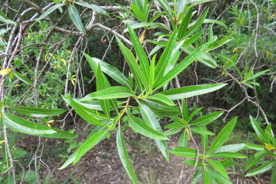 Kageneckia lanceolata Ruiz & Pav.的圖片